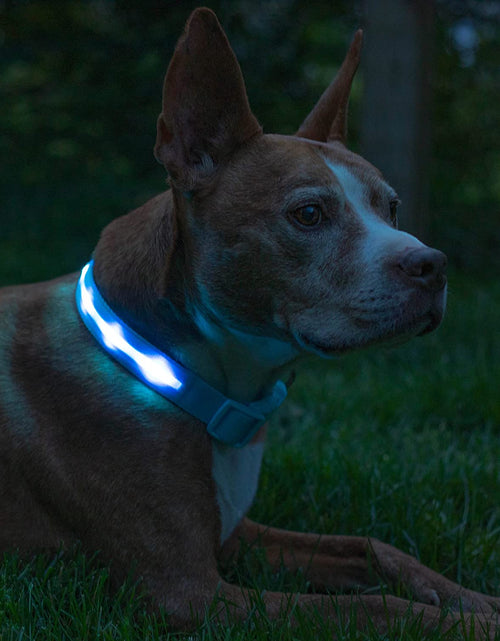 Load image into Gallery viewer, LED Light up Dog Collar - 1,000 Feet of Visibility - Brightest for Night Safety - USB Rechargeable with Water Resistant Glowing Dog Collar Light
